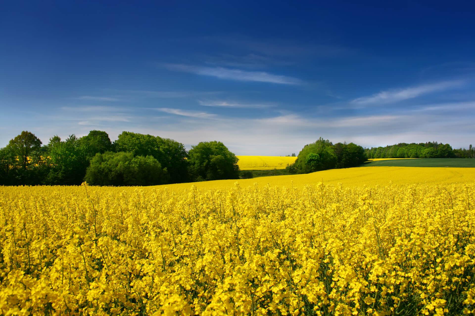 field