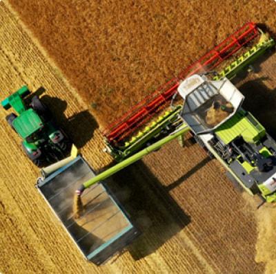 The combine dumps the grain