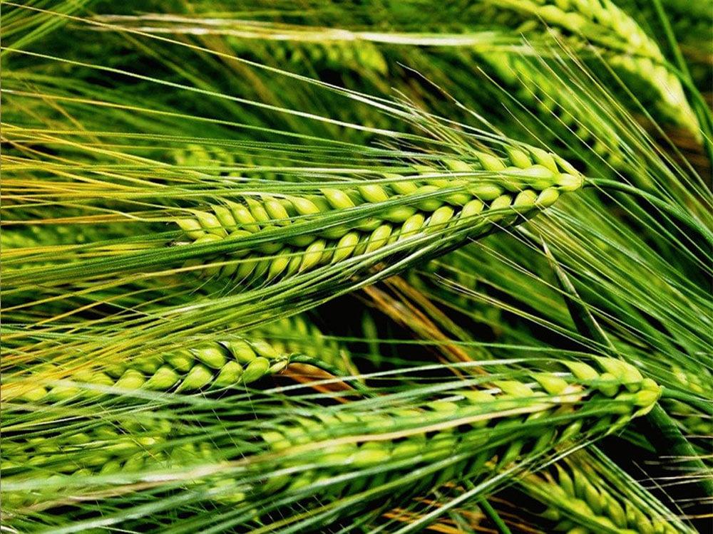 Barley