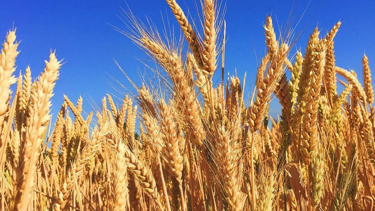 Wheat