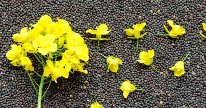 Rapeseed