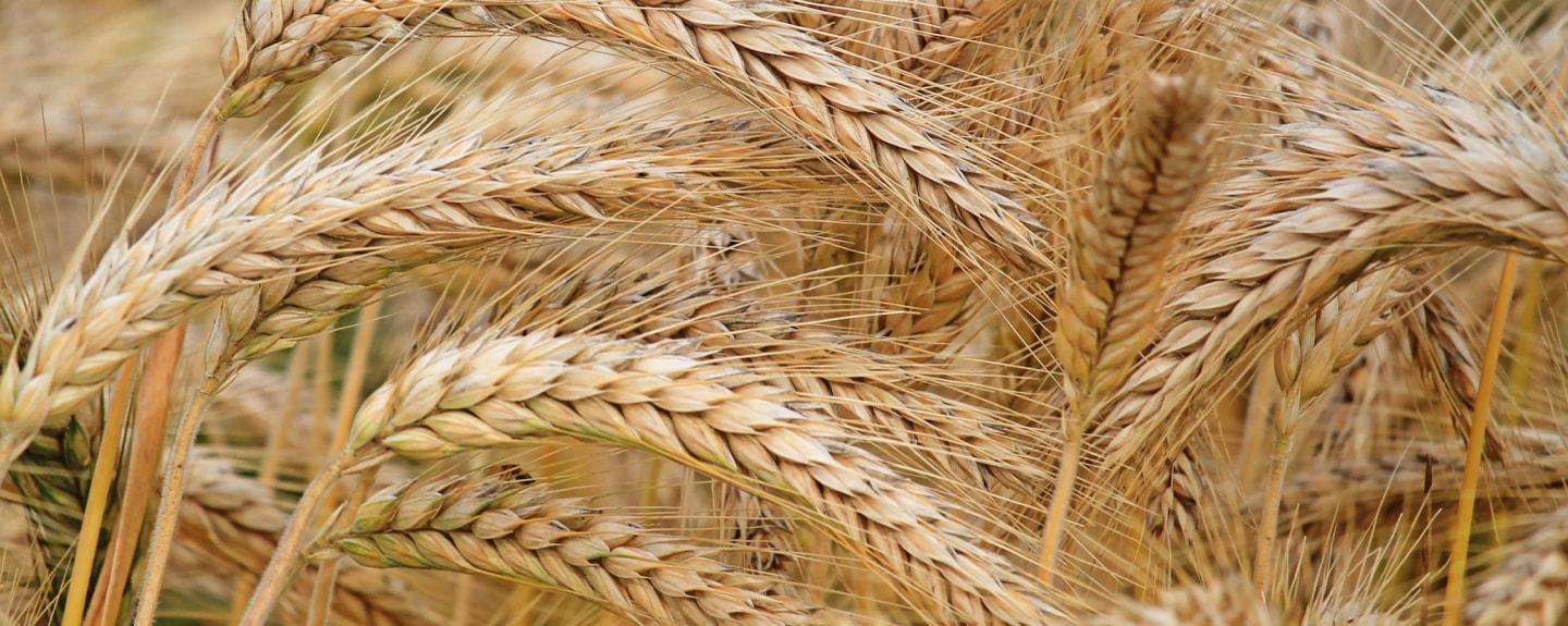 wheat
