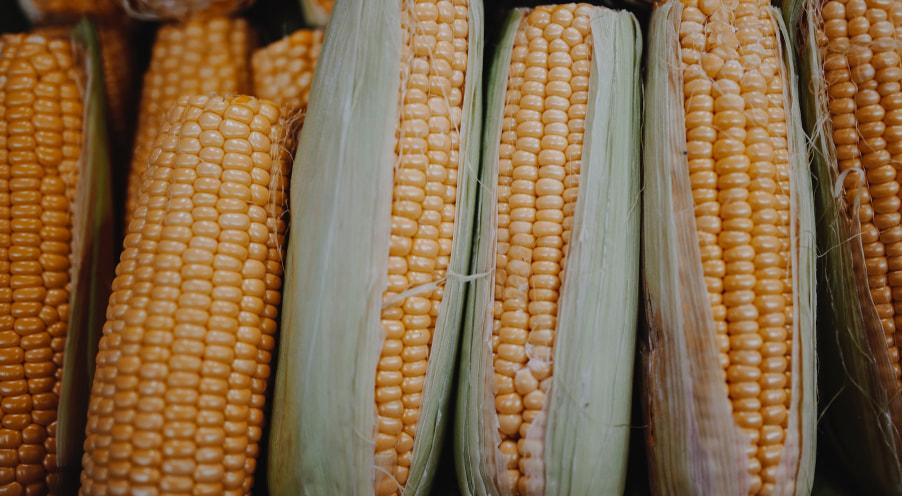 Corn